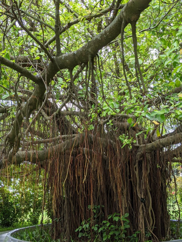 Banyan tree with hanging attack roots
