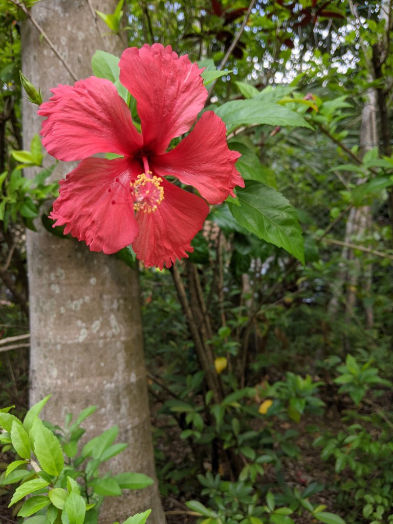 Random flower on my walk to work